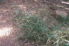 Digitaria bicornis